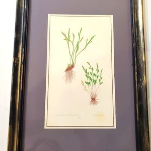 Geranium Plant Framed Print